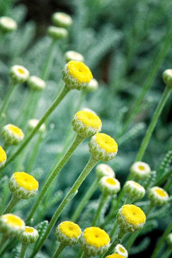 COMPOSITAE/ASTERACEAE